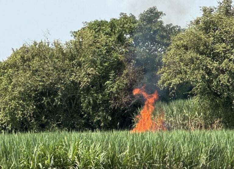 A burning sugarcane field in Norte del Cacau, April 2024 (Photo Credit Masha Hamilton)