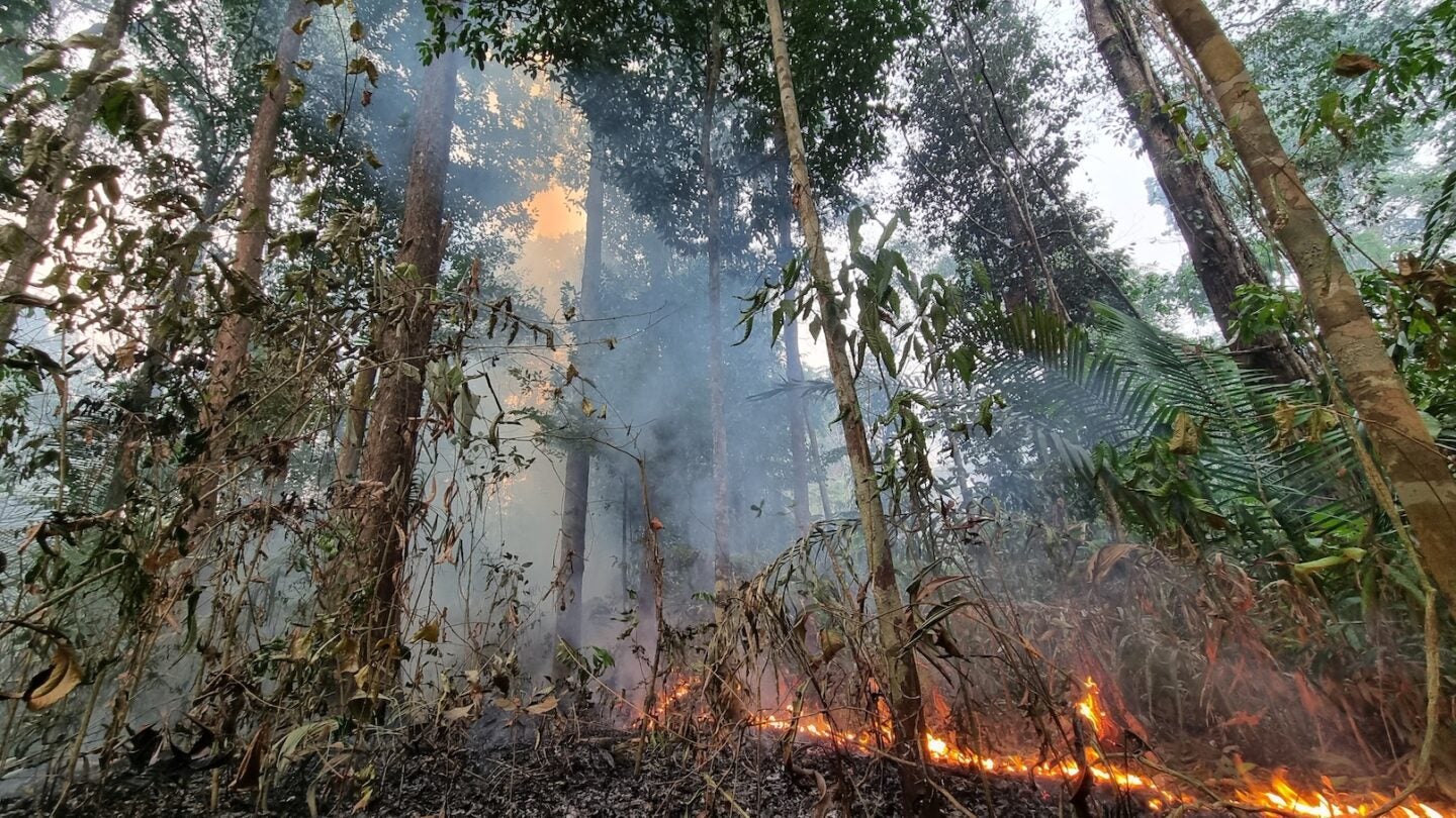 A burning Amazonian forest in November 2023. (Photo Courtesy of Erika Berenguer)