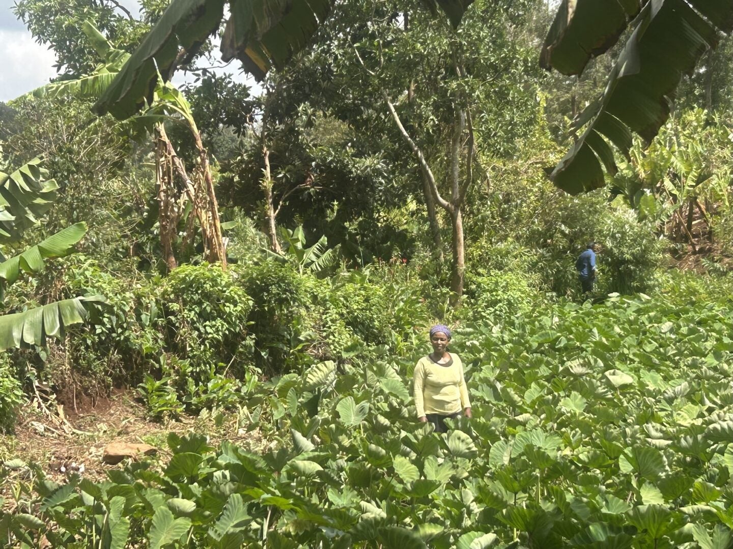 Biodiversity helps farmers in Kenya, who predominantly rely on rainwater for irrigation (Photo Credit Masha Hamilton)