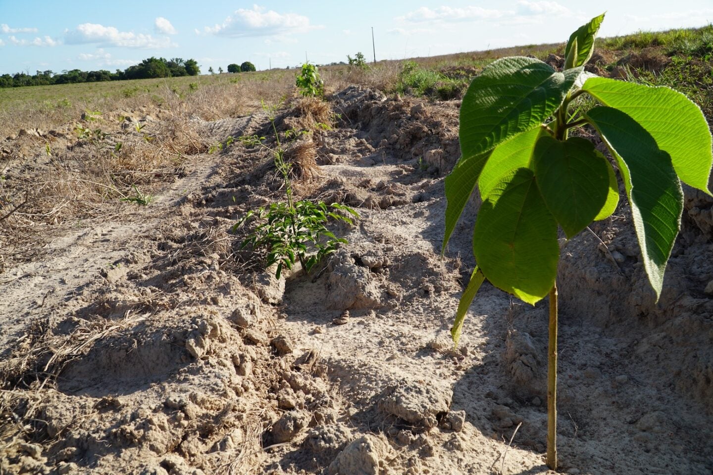 A native seedling planted on land that Mombak purchased to reforest in the Brazilian Amazon (Photo credit Nahal Mottaghian)