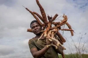 A worker carries cassava roots after they were pulled from the ground during a harvest at the farm of Aolil Pedro in Murrupula Mozambique.