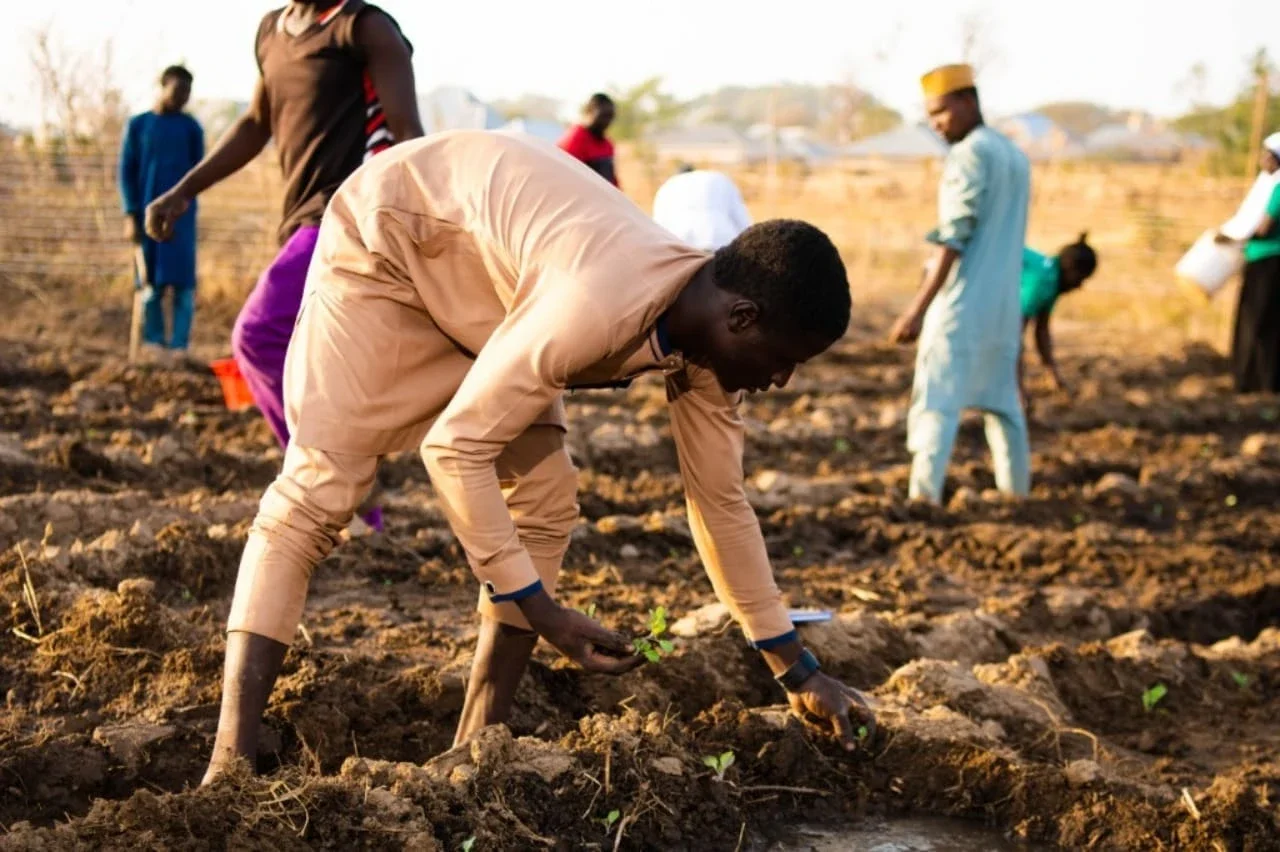 Members of the Farmers Service Center at Shika transplanting seedlings following a training session on good agricultural practices.