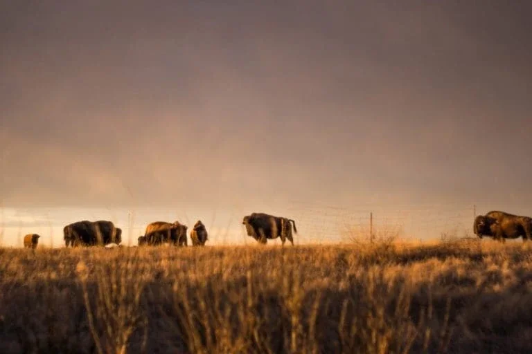 Buffalo grazing in a field.