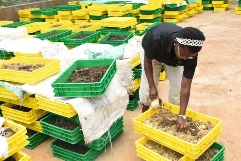 Woman scoops up Black flies out of their farm