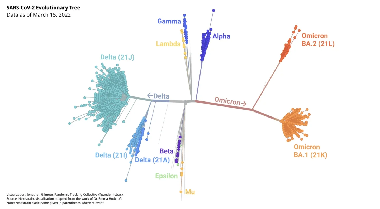 SARS-CoV-2 evolutionary tree diagram using Nextstrain data. The distance between branches and twigs shows the differences in mutations between lineages and sublineages.