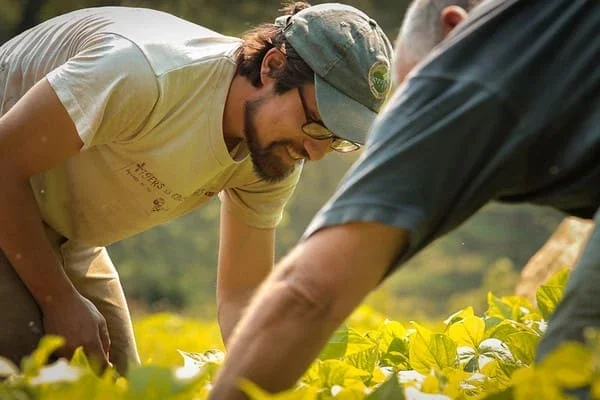 Farmer bending over crops