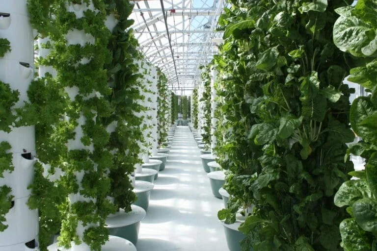 inside of a greenhouse