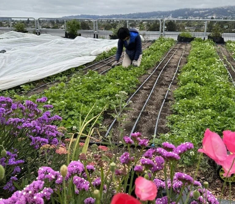 Maintenance on the drip irrigation system at DMC’s Rooftop Medicine Farm (Photo Credit Alexandra Payne)