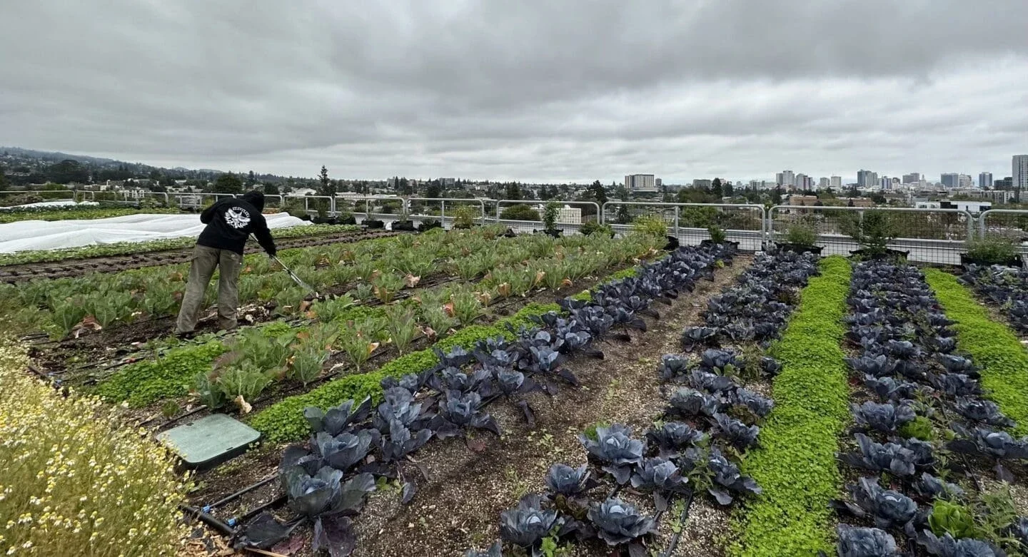 Work underway at Deep Medicine Circle's Rooftop Medicine Farm (Photo Credit Alexandra Payne)