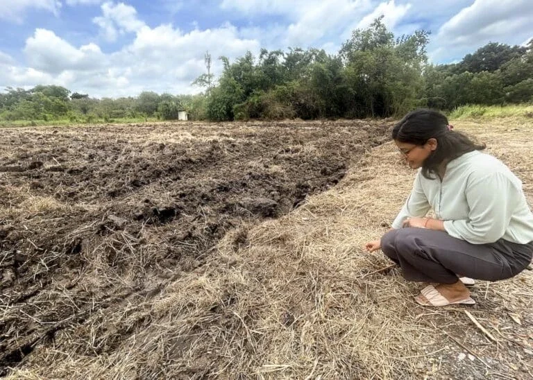 woman crouched down touching the rice growing field