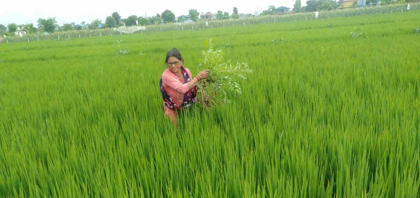 woman picking weeds in a rice field