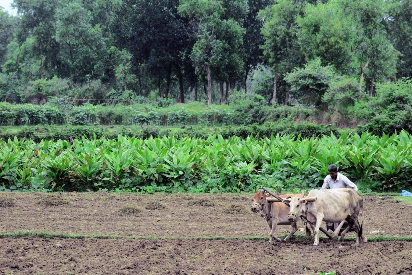 The Bangladeshi countryside (Photo Courtesy of Md. Mehedi Hasan)