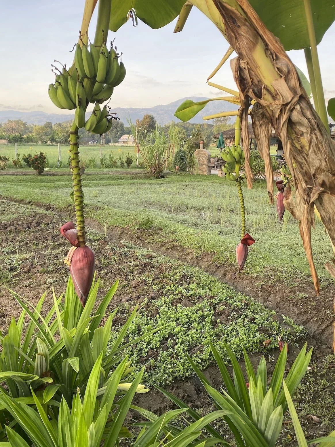 rice fields outside