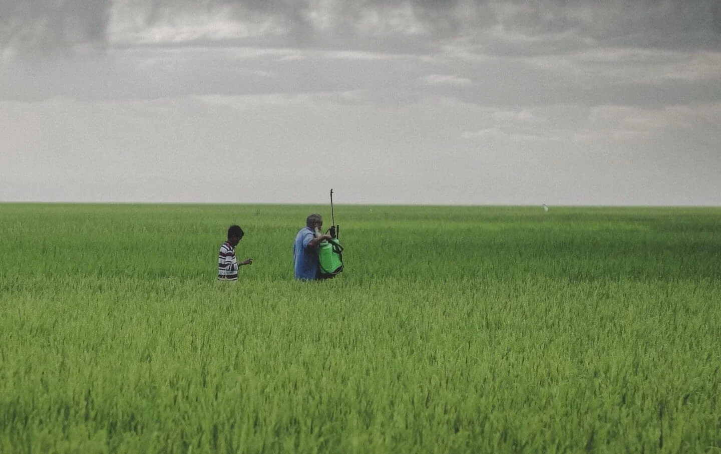 two men walking in wheat fields