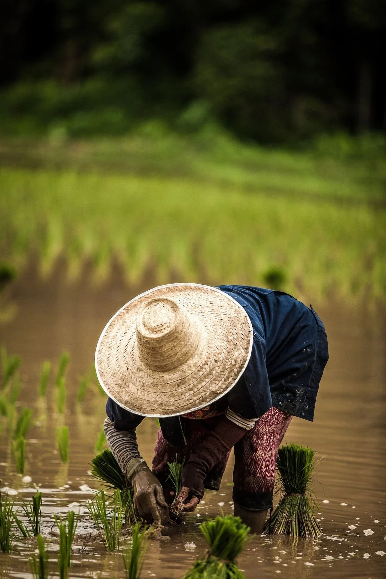 Woman wearing a hat working in a rice field