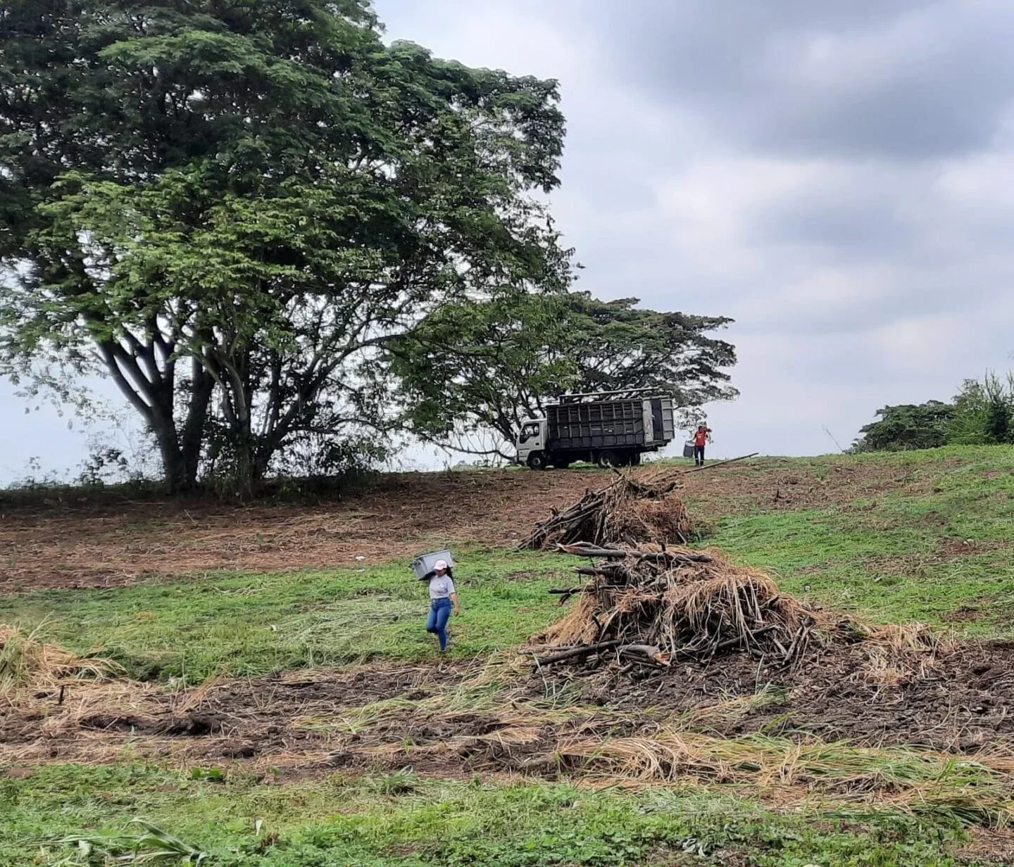 Recovering vegetables from the field to supply the food bank in Guayaquil, Ecuador (Photo Courtesy of Banco de Alimentos Diakonia)