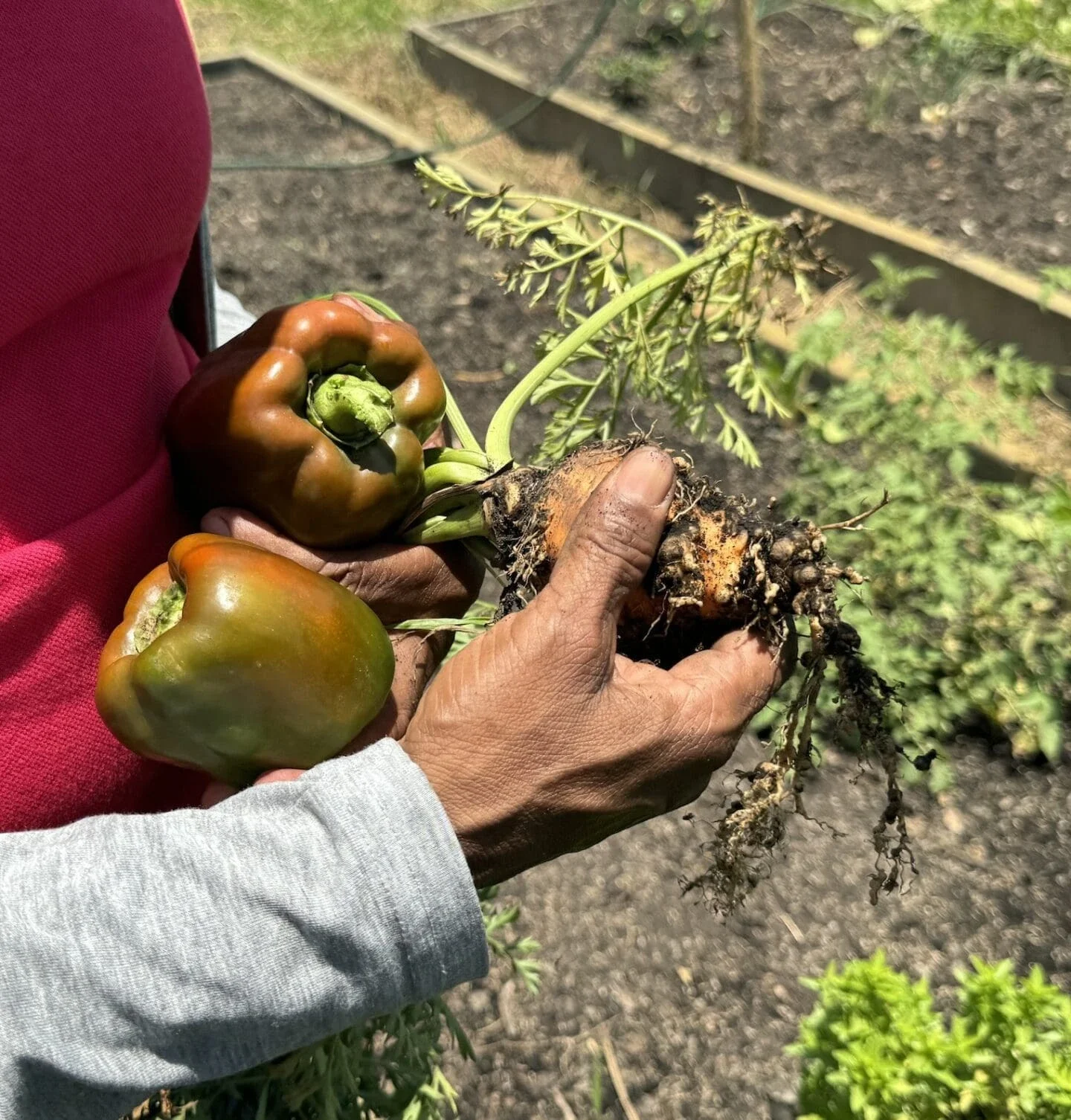 FUNDAEC’s Maria Cristina Mosquera harvests some food from the training center (Photo Credit Masha Hamilton)