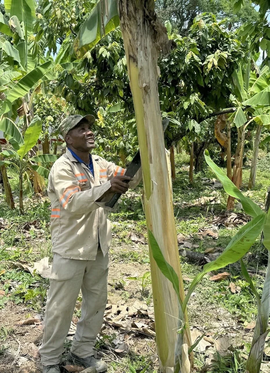 Jairo Yamir Castillo has worked three months adding compost to the plot he tends at FUNDAEC's training center, and has already seen results (Photo Credit Masha Hamilton)