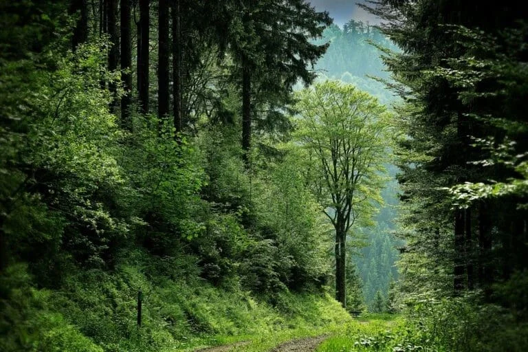 a lush, green forest with tall trees lines a narrow dirt trail that leads into the distance