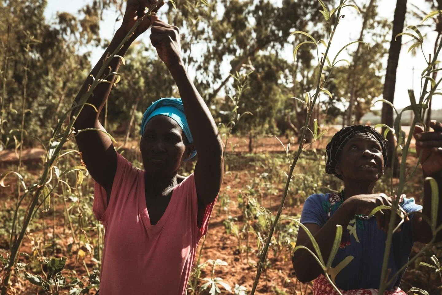 A Timboni women's group practices sustainable gardening of Indigenous leafy greens near Kuruwitu, Kenya, 2022 (Photo Courtesy of Ocean Culture life).jpg