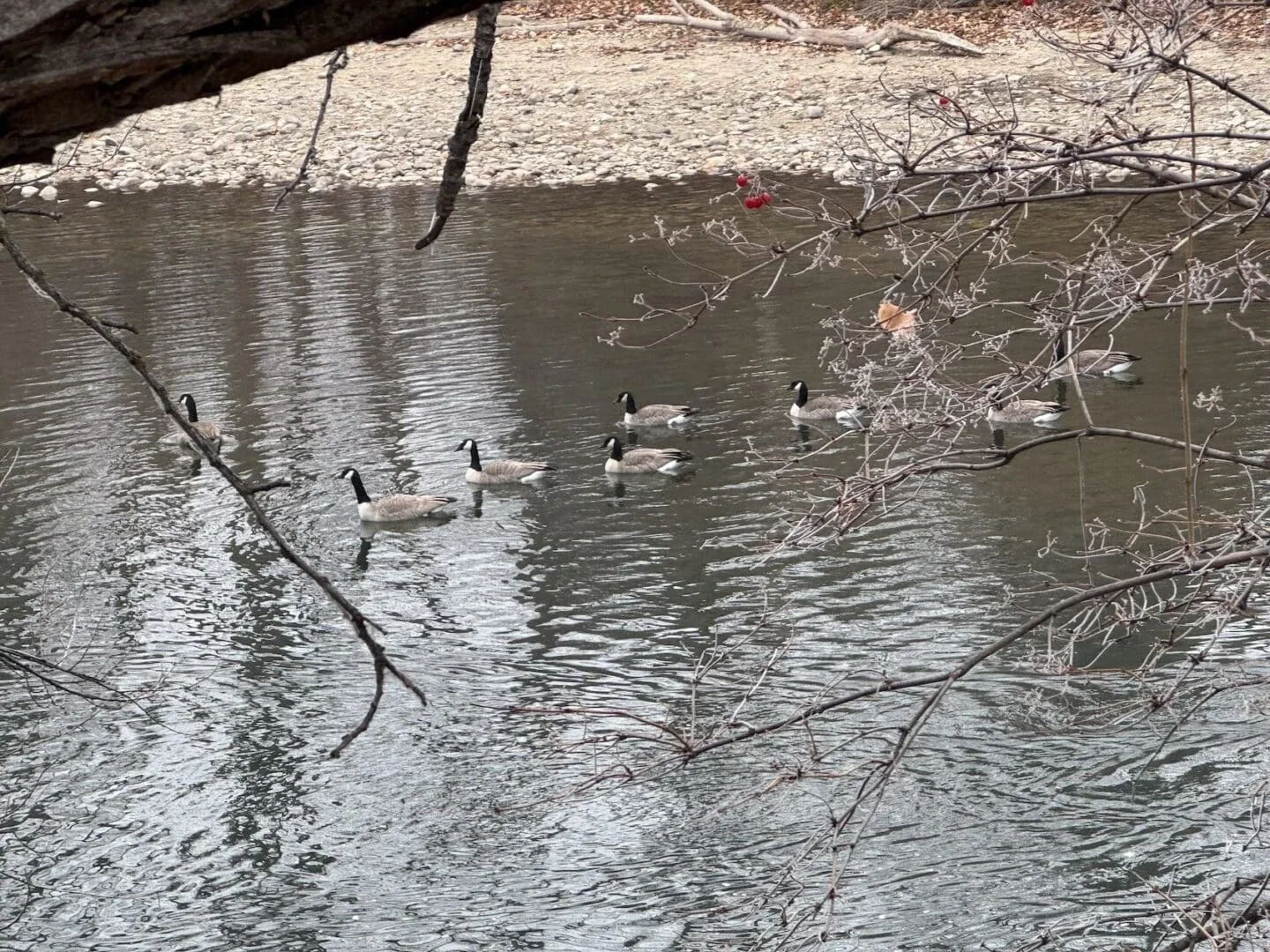 Ducks on the Boise River that dissects downtown Boise (Photo Credit Masha Hamilton)