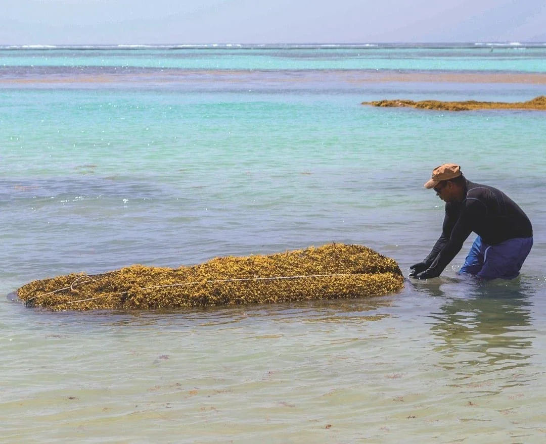 Fisherman with harvested sargassum