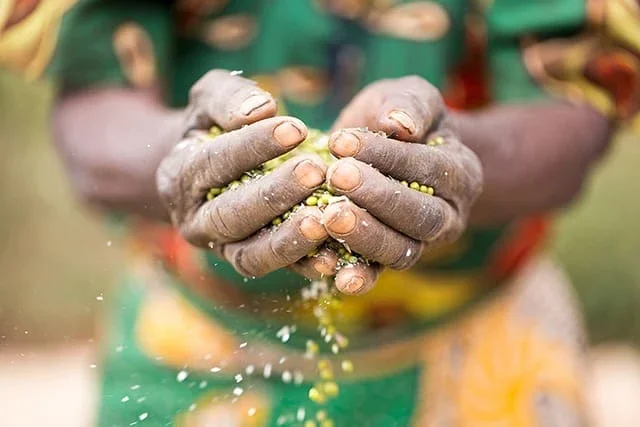 Margaret Chamwambia holds green grams at her farm in Tharaka North Sub County, Kenya.